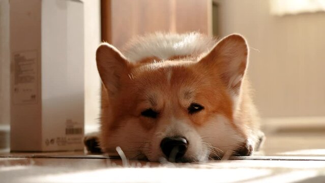 Funny Corgi Video Footage Browse 25 HD Stock Video and Footage Adobe Stock