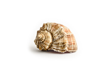 Seashell on a white background