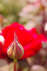 紫色の薔薇の蕾