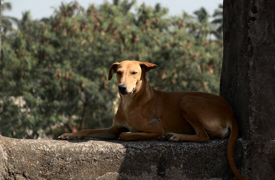 A beautiful adult Indian brown domestic stray dog sitting on the wall of Moti Daman fort in Daman, Daman and Diu, India