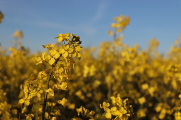 Obraz premium Rapsblüte vor blauem Himmel