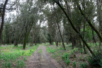 A dirt road cuts through the nature reserve 'Bosco della Mesola', a protected wood with a great variety of flora and fauna in the province of Ferrara.