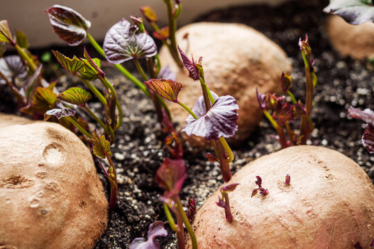 sprouted sweet potatoes in a container for growing seedlings