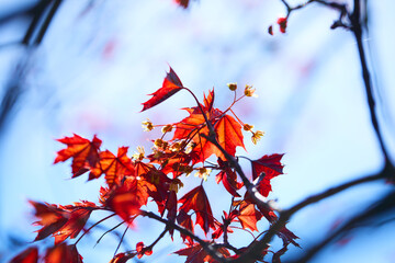 maple leaves over blue sky