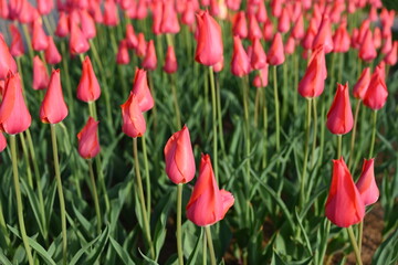 Super-cluster of rows of tulips of all pink colourful . These amazing summer, spring blooms make for spectacular viewing, amongst the world's greatest tulip collections. A true treat from nature.