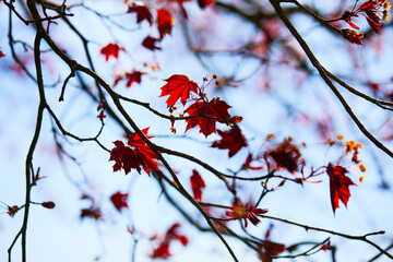 maple leaves over blue sky