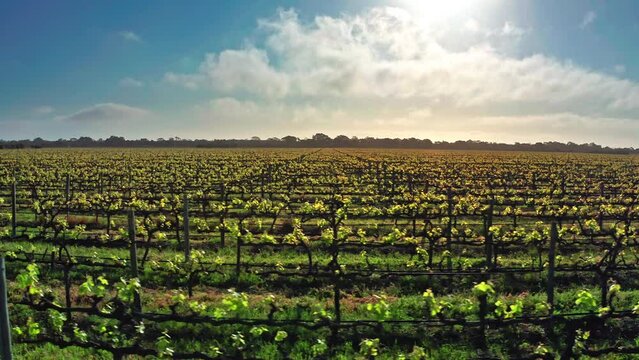 South Australia wine region with vineyard fields