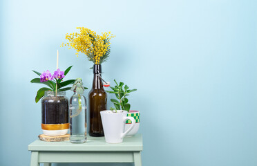 Shelf with plants and flowers with blue background. Copy space.