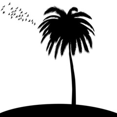 palm tree black silhouette, on white background, isolated