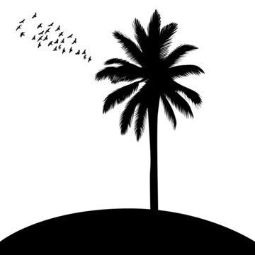 palm tree black silhouette, on white background, isolated, vector
