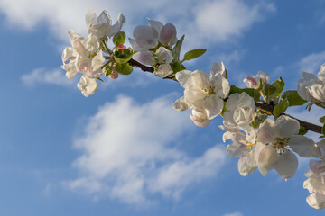 Kwitnące drzewko owocowe na tle błękitnego nieba z chmurami w słońcu