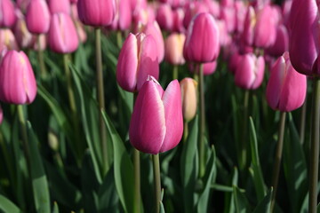 Fototapeta premium Super-cluster of rows of tulips of all pink colourful . These amazing summer, spring blooms make for spectacular viewing, amongst the world's greatest tulip collections. A true treat from nature.