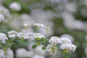 A scattering of white flowers. Spirea Vangutta or meadowsweet. The concept of holiday, spring, love, peace. Card. Background.