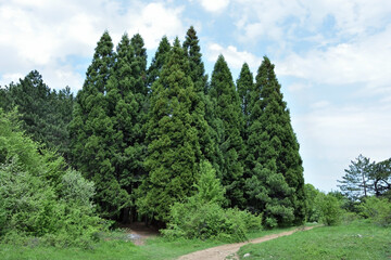 Fototapeta na wymiar Sequoia grove near Kutuzovskoe lkae, Crimea, Russia