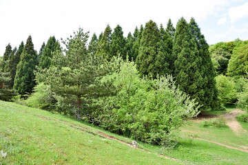 Sequoia grove near Kutuzovskoe lkae, Crimea, Russia