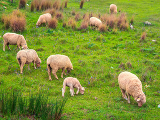 Obraz premium Rebaño de ovejas pastando tranquilamente en el campo