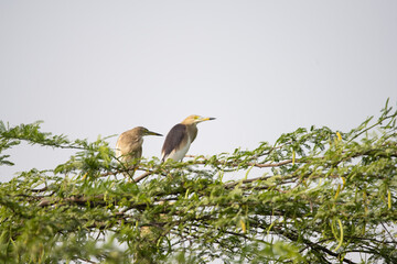 Two Indian Pond Herons in their natural environment