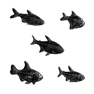 X-ray tetra fish illustration isolated on background	