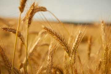 Fototapeta premium Ripe wheat field, organic farm
