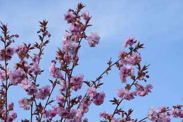 Japanische Zierkirsche gefüllt  in Sonne vor blauem Himmel