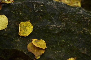 Laub auf einem Felsen