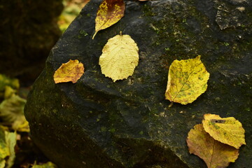 Laub liegt auf einem Stein