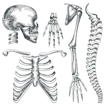 Handdrawn detailed vector skeleton drawing of human anatomy, skull, hand bone, ankle, chest bone, backbone