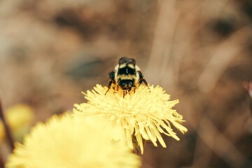 A bumble-bee collects pollen on.Yellow flower
