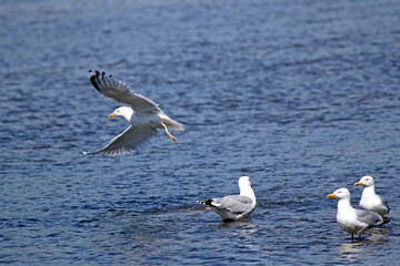 Seagulls on the water