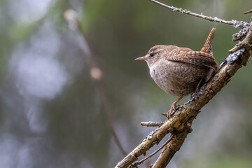 Winter Wren