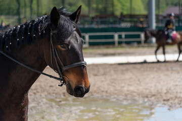Beautiful dark horse. Horse head close up.