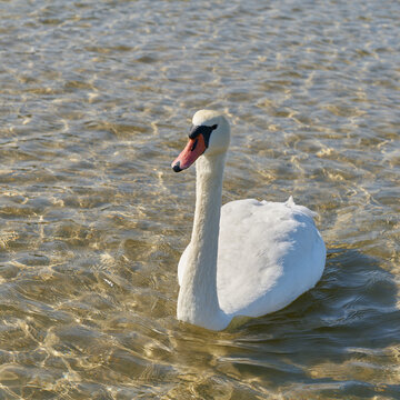 Höckerschwan Cygnus olor am Strand der Ostsee bei Kolobrzeg in Polen