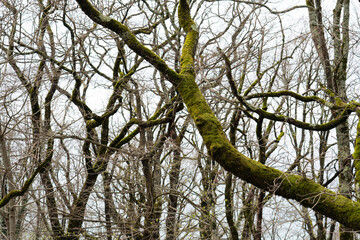 Lots of green moss on the branches of a tree. Moss on the tree. Tree branches covered with green moss.