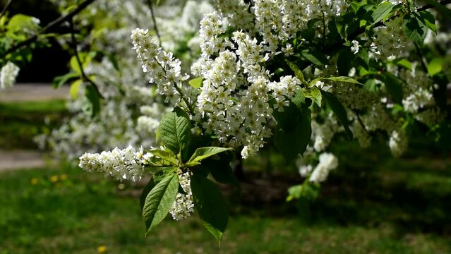 Branches of blossoming bird cherry sway in the wind against the backdrop of hiking trails. Spring courtyard footage