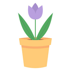 Flower in a yellow pot isolated on a white background. Purple tulip with leaves.