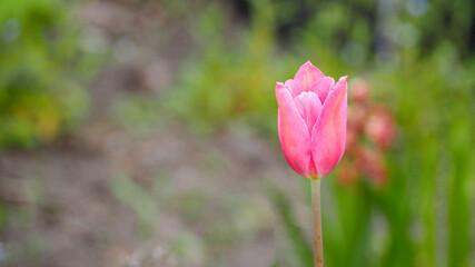 on the right, a pink tulip bud on a blurred green background, side view. spring flowers