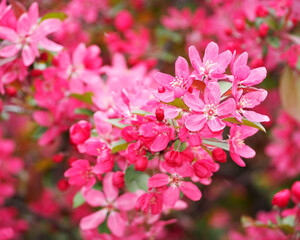 pink flowering tree .spring. lots of pink flowers