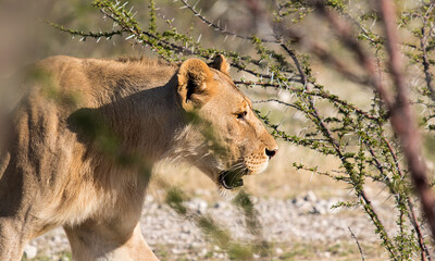close-up of a lioness walking on the savannah