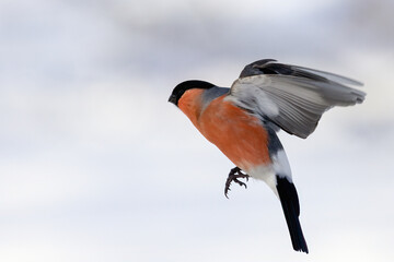 Eurasian bullfinch