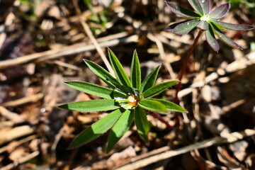 A drop of dew on a green plant. Macro photography.