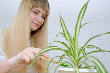 Naklejka premium a beautiful blonde girl takes care of a houseplant, creates comfort in the house.