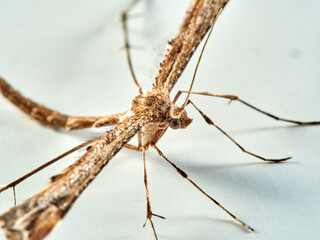 Plume moth on a white background. Pterophoridae    