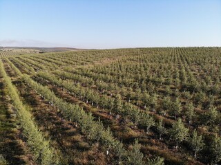 Fototapeta na wymiar Line of Intensive olive trees plantation, young plants in Spain, ecological plantation, biodynamic agriculture. Aerial photo.