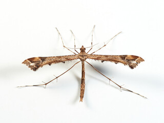 Plume moth on a white background. Pterophoridae    