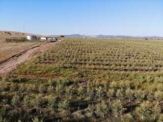 Line of Intensive olive trees plantation, young plants in Spain, ecological plantation, biodynamic agriculture. Aerial photo.