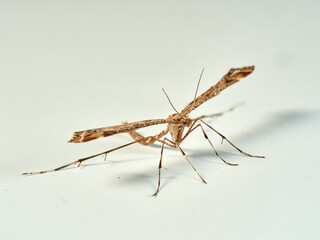 Plume moth on a white background. Pterophoridae    