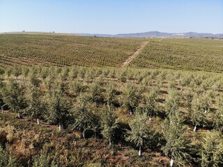 Line of Intensive olive trees plantation, young plants in Spain, ecological plantation, biodynamic agriculture. Aerial photo.