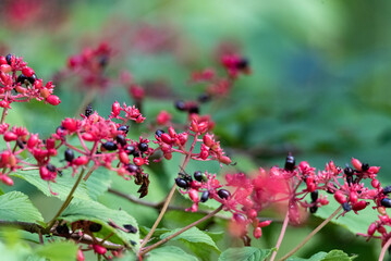 Japanese viburnum Pink Beauty - Viburnum plicatum Pink Beauty. Small red and black berries in...
