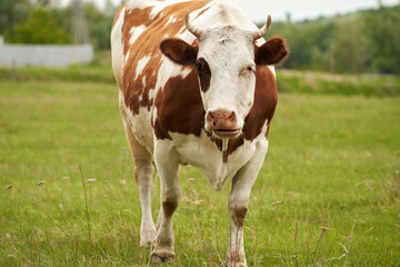 A red-and-white mottled cow on a green pasture on the outskirts of the village. Close-up.