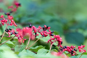 Japanese viburnum Pink Beauty - Viburnum plicatum Pink Beauty. Small red and black berries in clusters ripening in clusters.